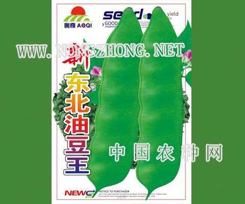 新东北油豆王